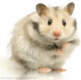 /album/galeria-de-fotos-hamster/transferir-9-jpg/